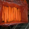 Súper Yummy Chinese Fresh Carrots en venta